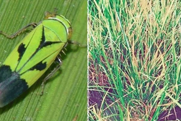 Tungro disease, which causes yield loss in rice crops - how to control it?