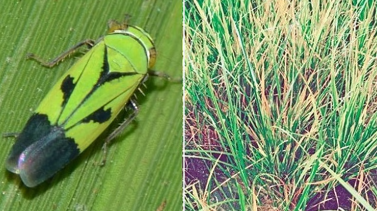 Tungro disease, which causes yield loss in rice crops - how to control it?